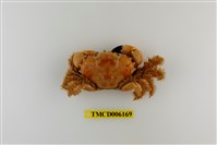 藏品(楊氏近扇蟹)的圖片